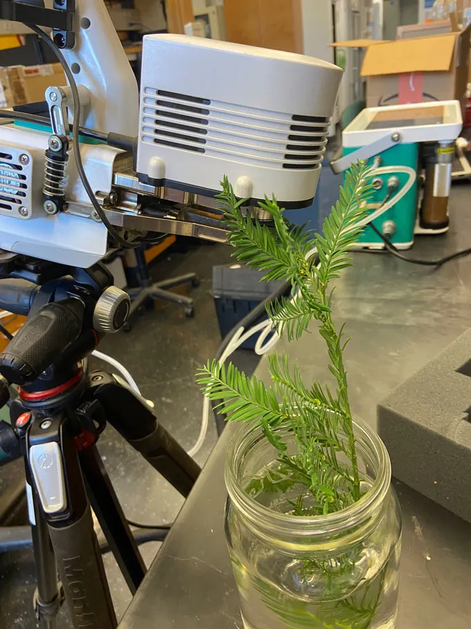 Lorsque le changement climatique apporte de la chaleur, qu’arrive-t-il à un puissant séquoia ? Une photographie d’un échantillon de séquoia à feuilles d’if se trouve dans l’eau lors d’une expérience en laboratoire
