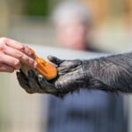 Pourquoi le cerveau des humains a-t-il surpassé celui des chimpanzés ? Un petit ennemi pourrait aider à l'expliquer Pourquoi le cerveau des humains a-t-il surpassé celui des chimpanzés ? Un petit ennemi pourrait aider à l'expliquer