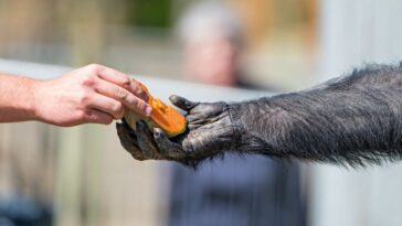 Pourquoi le cerveau des humains a-t-il surpassé celui des chimpanzés ? Un petit ennemi pourrait aider à l'expliquer
