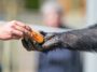 Pourquoi le cerveau des humains a-t-il surpassé celui des chimpanzés ? Un petit ennemi pourrait aider à l'expliquer