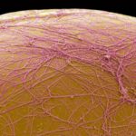 Un médicament expérimental tue les cellules graisseuses au lieu de les réduire Un médicament expérimental tue les cellules graisseuses au lieu de les réduire