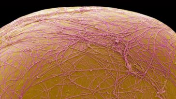 Un médicament expérimental tue les cellules graisseuses au lieu de les réduire