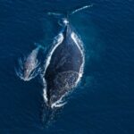 Une vidéo d'une baleine à bosse et de son petit mort révèle le lien qui les unit