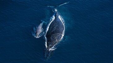 Une vidéo d'une baleine à bosse et de son petit mort révèle le lien qui les unit