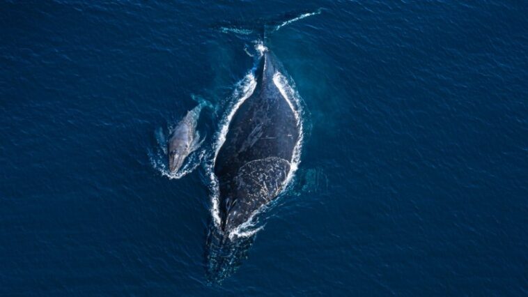 Une vidéo d'une baleine à bosse et de son petit mort révèle le lien qui les unit Une vidéo d'une baleine à bosse et de son petit mort révèle le lien qui les unit
