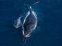 Une vidéo d'une baleine à bosse et de son petit mort révèle le lien qui les unit