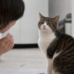 Les chats reconnaissent leur prénom mais choisissent de ne pas répondre et une étude japonaise lʼa démontré