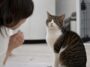 Les chats reconnaissent leur prénom mais choisissent de ne pas répondre et une étude japonaise lʼa démontré